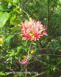 Image result for Hibiscus kirkii