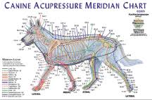 Acupressure Meridian Chart Canine