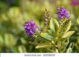 Image result for Hebe 'Andersonii'