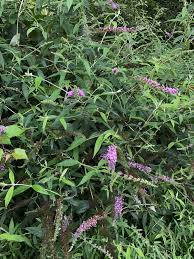 The flowers are very attractive to butterflies, bees, hummingbirds, and other nectar drinkers, outcompeting most native plants. Maryland Biodiversity View Thumbnails Orange Eye Butterfly Bush Em Buddleja Davidii Em