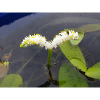 Image result for Aponogeton desertorum