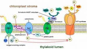 Photosynthesis Electron Transport Chain Photosynthesis Light Reaction