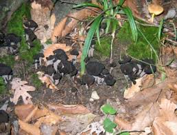 Image result for Craterellus fallax