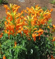 Image result for Tecomaria nyassae