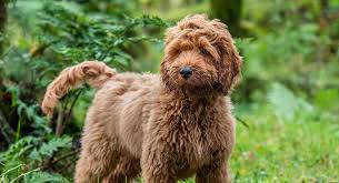 10 to 12 inches weight: Schnoodle The Schnauzer Poodle Mix