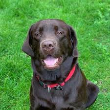 Labrador hvalpe kun 2 hunner tilbage ( formel 1) uden stamtavle klar til afhentning den 25 juni depositum 2000 kr. 6 Dejlige Hvalpe Soger Labrador Retriever I Hele Danmark Facebook