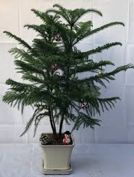 It does well indoors and is often seen in commercial buildings. Norfolk Island Pine Bonsai Treewith Holiday Decorations Araucaria Heterophila