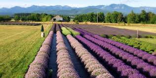 We visited the organic lavender farm: Victor S Lavender Tour De Lavender Cycling Event Olympic Peninsula