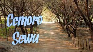 Pantai di bantul yang pertama yaitu pantai cemara sewu. Ngoplos Jalan Jalan Pesona Pantai Cemara Sewu Yogyakarta Youtube