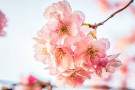 Maybe you would like to learn more about one of these? Where To See Cherry Blossoms Fields Of Tulips And Other Spring Flowers In Upstate New York Newyorkupstate Com