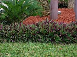 Dwarf Trees And Shrubs For Landscaping Plants D Duranta Tropical Landscaping Small Backyard Gardens Backyard Garden Layout