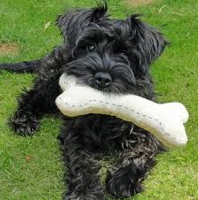 Black And White Schnauzer Pictures Eddie The Miniature Schnauzer Schnauzer Puppy Miniature Schnauzer Miniature Schnauzer Puppies