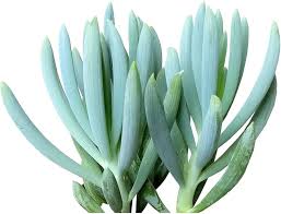 Image result for Senecio greenwayi