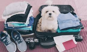 We did not find results for: Relocation Pet Relocation