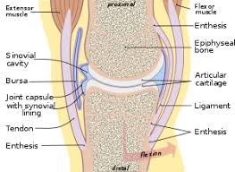 Human body diagram bones labeled human anatomy. Joint Wikipedia