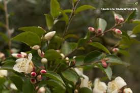 Pin By Evenley Wood Garden On Shrubs Garden In The Woods Garden Shrubs