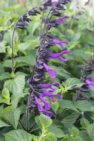 Pin On Plant Lust