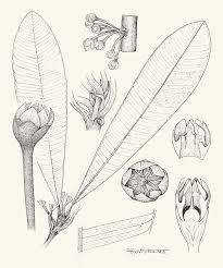 Image result for Englerophytum