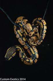 Polymer Clay Natural Posed Normal Ball Python Hand Painted Polymer Clay Crafts Polymer Clay Art Polymer Clay Animals