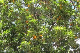 They are commonly eaten fresh, used in cooking and pies, and they are excellent in ice cream. Pouteria Campechiana Safarine Tours