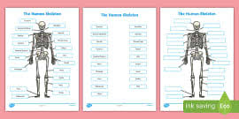 Respiratory muscle training strengthen the function of the respiratory muscles to improve your patient's overall performance powered by. Ks2 Science Muscles Labelling Activity Primary Resources