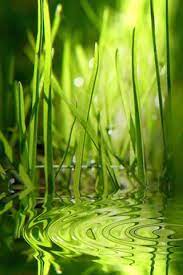 Pin By Virginia Damasceno On Green Love Green Nature Green Plants Shades Of Green