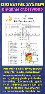 Digestive system (cartoon) label as directed. Explore Biology Digestive System Lab Answers Digestive System Teacher Resources