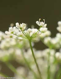 Image result for Pimpinella ledermannii