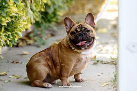 Anubis 3 A Rare Red Fawn Chimera French Bulldog Bulldog French Bulldog Animals Beautiful