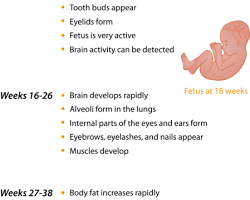 Fetal period (weeks 9-38) prenatal development