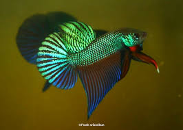 Follow my work or contact me for enquiries regarding sales of these fish via the links below. A Lesser Popular Species That I Breed And Do Conservation For Is The Betta Smaragdina This Fish Was Bred By My Brother And Is One Of The Nicest Specimen Ive Come Across