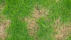 Click to see full answer Pythium Blight Fungicide Lawn Dork