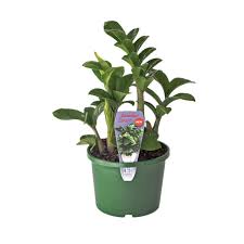 Image result for Heinsia zanzibarica