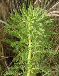 Image result for Haloragaceae