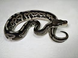 Black Axanthic Ball Python Axanthic Black Pastel Leopard Vpi Line Ball Python Snake Python