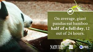 The average giant panda can eat upwards of 30 panda bears eat only bamboo. Panda Fact Sheet Blog Nature Pbs