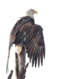 Birds That Look Like Eagles Bald Eagle Female Drying Out 20120211 Bald Eagle Wings Like Eagles Eagle