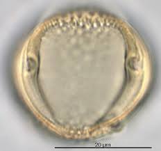 Image result for Ampelocissus abyssinica