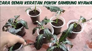 Daun yang sedang tren ini juga bisa digunakan untuk olahan campuran makanan. Semai Keratan Ulam Pokok Sambung Nyawa Mudah Hidup Youtube