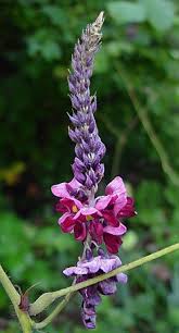 Image result for Pueraria