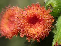 Image result for Crassocephalum paludum