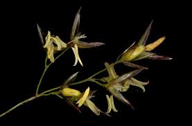 Image result for Agrostis continuata