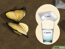 Firstly, it's worth noting that butterflies have really big wings for the size of because the wings are so big, they make it easier for the insect to manoeuvre. How To Take Care Of Butterflies 7 Steps With Pictures Wikihow