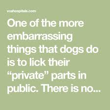 One Of The More Embarrassing Things That Dogs Do Is To Lick Their Private Parts In Public There Is No Genteel Way To Dis Why Dogs Lick Private Parts Private