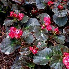 This plant grows best in usda hardiness zones 10 and 11. Beautiful Begonias
