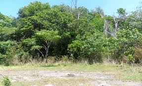 Image result for Cassipourea mollis