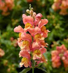 Snaptini Snapdragons Bring The Classic Flower On A Shorter Plant Snapdragon Flowers Part Shade Flowers Snapdragons