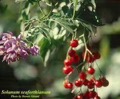Image result for Solanum seaforthianum