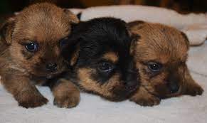 Norwich terrier von der alten mark. Norwich Terrier Welpen Bilder Nachzucht Parson Russell Norwich Terrier De