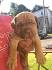 Dogue De Bordeaux Puppies for Sale - Next Day Pets